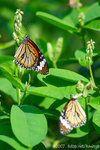 071104_Nature_28
