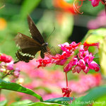 071104_Nature_08
