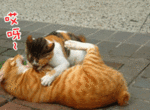 TST Cat 001