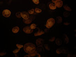 070204_20 bkg2
