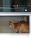 CoverHeidi