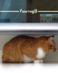 Coverfuwing8