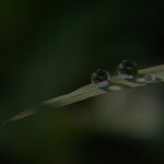 Plant_BKG2