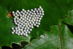 �]���G_050805_20