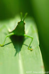 071104_Nature_15