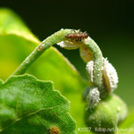 ���Υ��ΩM������_071104_Nature_06