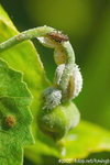 ���Υ��ΩM������_071104_Nature_07