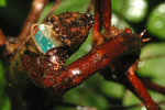 �˸`�Υ��_060610ns_04crop