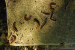 �@�了��_071104_Nature_31