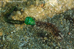 ����_071104_Nature_32