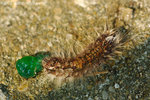����_071104_Nature_33