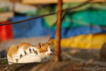071104_cat_87
