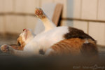 071104_cat_92