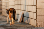 071104_cat_95