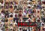 Hello��2007