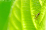 071104_Nature_19