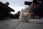 DSC_0519