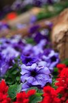 IMG_1666