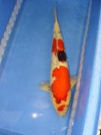 
DSC07081 (72cm)