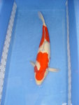 
DSC07089 (63cm)