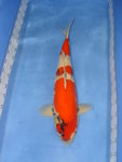 
DSC07098 (61cm)