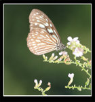 Butterfly1583b