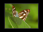 Butterfly50313