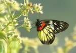 Butterfly52315
