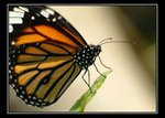 Butterfly52723