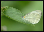 東方菜粉蝶 
Butterfly55562