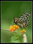 斑鳳蝶
Butterfly55671