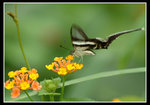 燕鳳蝶
Butterfly55678