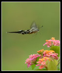 燕鳳蝶
Butterfly55713