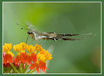 Butterfly56077a
