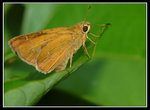 Butterfly62004