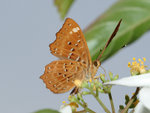 波蜆蝶
Butterfly66095a