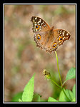 Butterfly66159a