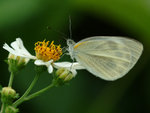 Butterfly66214a