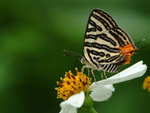 銀線灰蝶
Butterfly70349