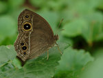 小眉眼蝶
Butterfly70485