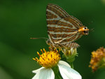 銀線灰蝶
Butterfy57221a