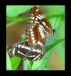D22_1323a
