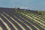 Lavendar havesting near Mont Ventoux