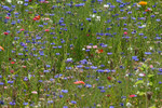 DSCF63025a
