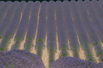 Lavendar field at Riez near Valensole