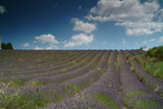 Lavendar field at Riez