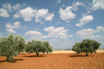 Mid-way from Valensole to Manosque