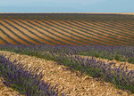 Another view of new lavendar field at Valensole