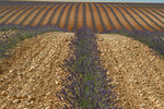 A new lavendar field at Valensole