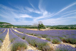 Great weather and large lavendar field at Sault